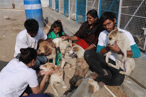 stray animal foundation of india|stray animals in india.